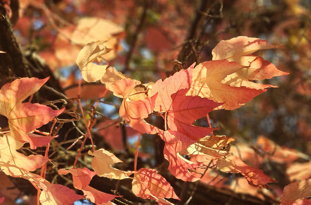 Autumn