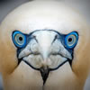 Have you ever looked a Gannet in the eyes?