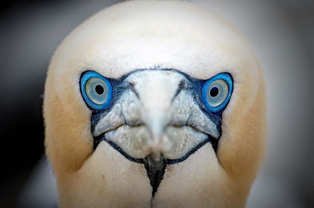 Have you ever looked into the eyes of a gannet