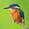Have you ever seen a Kingfisher?