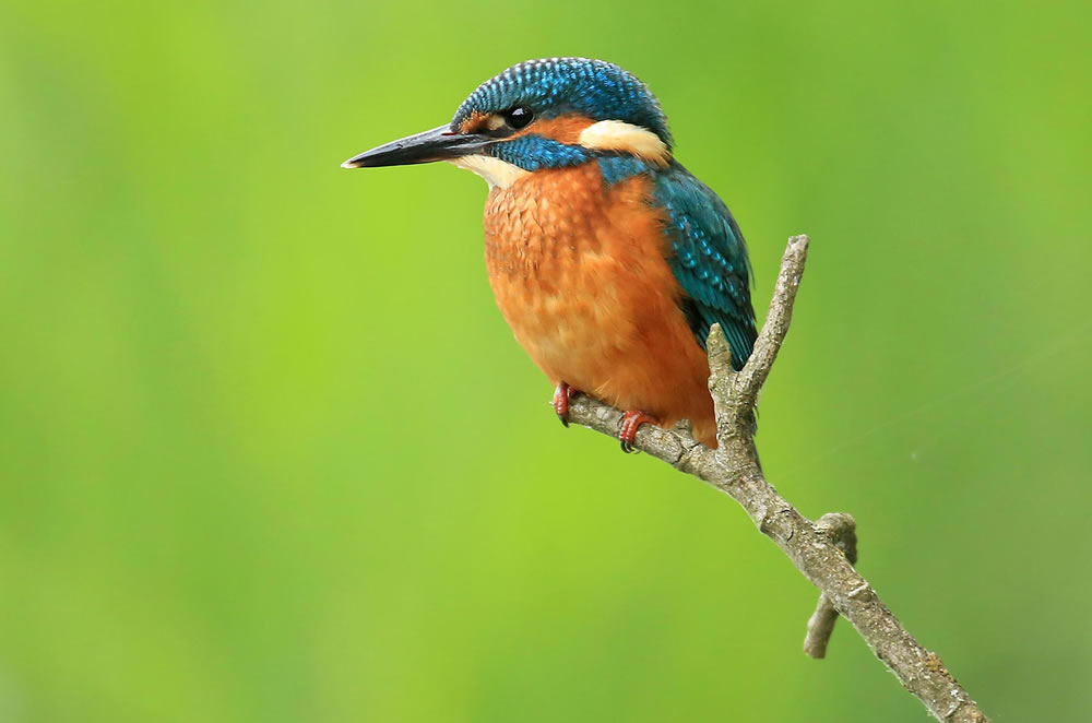 Have you ever seen a Kingfisher?