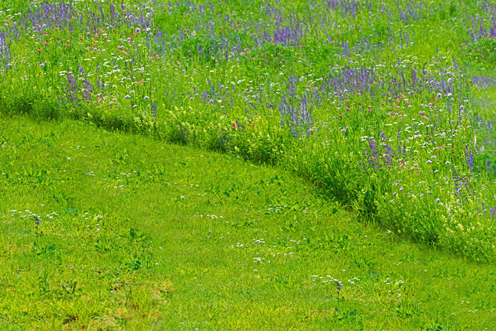 No-mow May