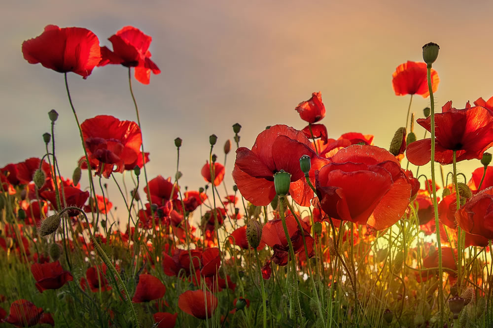 A Month of Remembrance